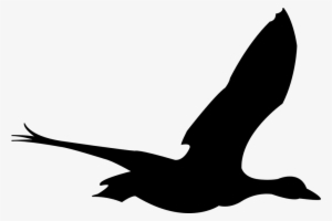 Duck Bird Free Graphic On Pixabay Silhouette - Flying Bird Gif Png