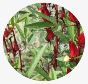 In The Philippines,the Leaves And Flowers Are Used - Hibiscus Sabdariffa