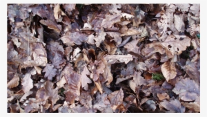 Posted By Jason Klein On Oct 07, 2015 At - Leaf