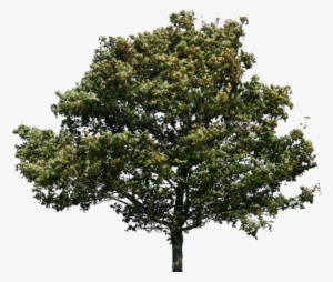 Photoshop Maple Tree - Tree With No Background