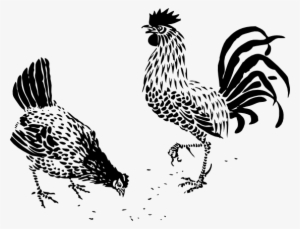 Hen And Rooster Black White Line Art 555px - Rooster Stencil