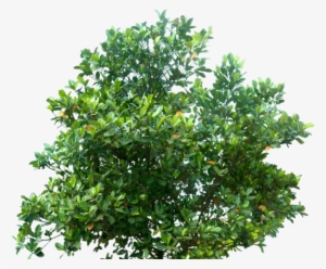 Cutout Trees Archistash E1448855232366 - Architecture Trees Png