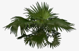 Palm Trees
