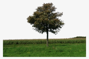 1 Kb, Bank - Tree With Grass Png