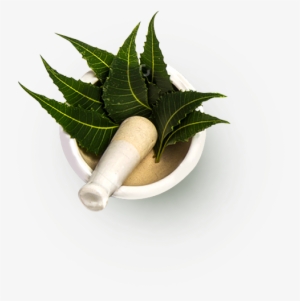 Sreedhareeyamredefining Ayurveda - Ayurveda Herbs Png