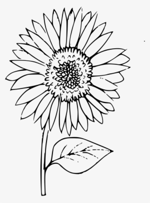 Download Png - Sun Flower Outline