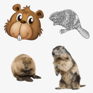 Beavers - Lyman 4320078 Varmint Target Roll 1 Frame / 4 Targets