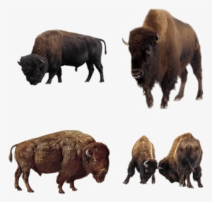 Bison - East Urban Home 'snow Fall' Painting Print D