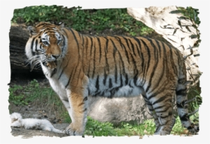 Meet All Our Animals - Tiger