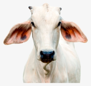 Ven Del 18 Al 21 De Octubre - Cattle