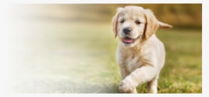 East El Paso Animal Hospital