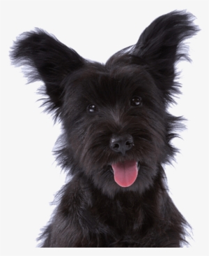 Global Leader In Pet Relocation