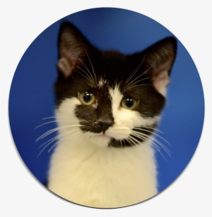 Names Of The Cherokee Shelters