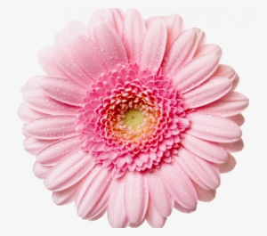 Flower Png - Pink Flower Transparent Background