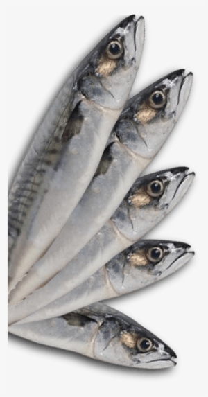 Mackerel