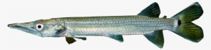 Barracuda Png