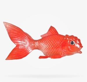 Fish - Goldfish