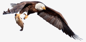 Back Top - Eagle With Fish Png