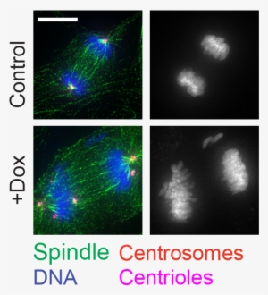 January 26, 2017, Johns Hopkins University School Of - Cell