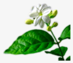 Single Jasmine Flower Png Jasmine Png Three