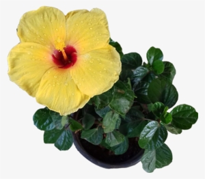 Hibiscus Small Flower Multiple Colours - Hawaiian Hibiscus