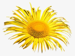 Photoshop Clipart Png - Wallpaper