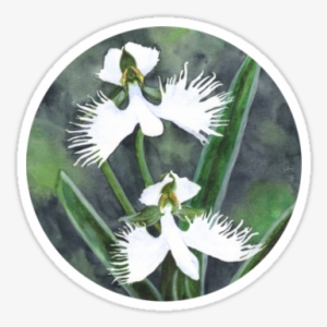 "white Egret Orchids " Sticker By Savousepate On Rebbubble - Habenaria Radiata Orchids Art Print - Mini By Savousepate