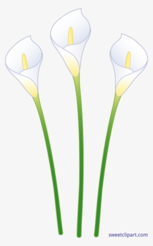 Sweet Clip Art Page Of Cute Free - Giant White Arum Lily - 375x600 PNG ...