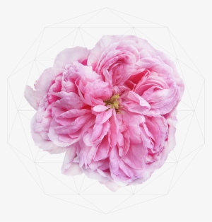 Damask Rose Candy Sugar