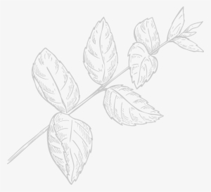 Bo-leaf - Manyo Factory T-smile Toothpaste Sensitive 100g