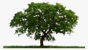 A Place To Grow [in The Green Mountains] - Paradise Tree