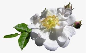 White Single Rose - Rose