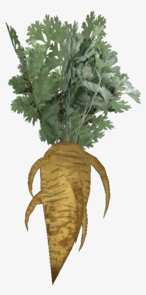 Fresh Carrot - Fallout 4 Carrot