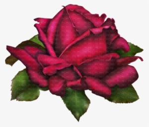 Flowers - Summer Roses