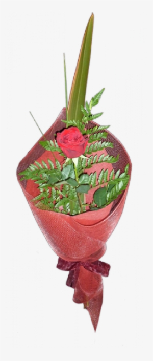 Single Rose - Garden Roses