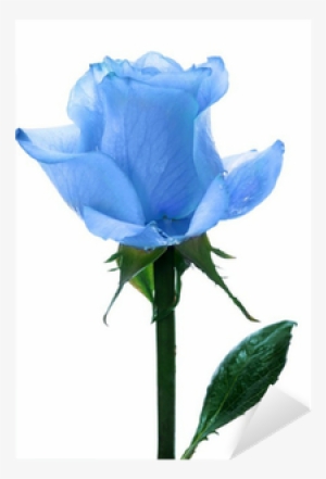 Blue Single Roses