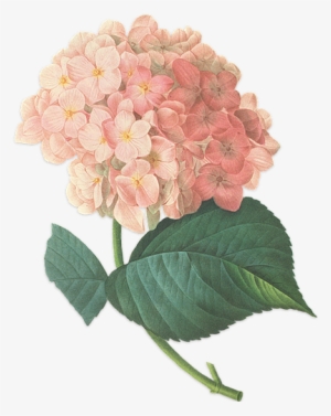 We Have 80 Weddings Planned For 2015 And Have 100 Staff - Flower Transparent Vintage