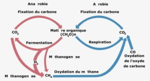 Laurent Cycle Biologic Of Carbon Svg Clip Arts 600