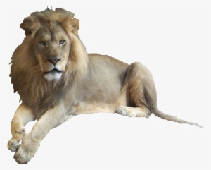 Lion2 Open Photoscape - Photoscape Background Effects Png