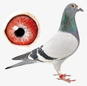 “lightning Bolt” Be12-6326698♂ - Pigeon Van Der Kruk
