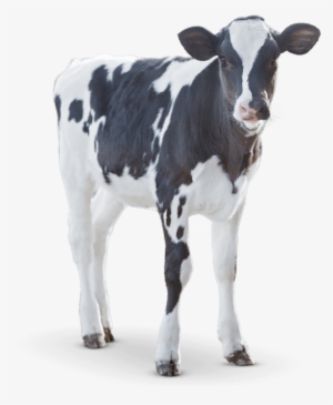 Cow Milk Png Download - Dairy Cow