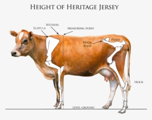 Heritage Jersey Organization Measuring Your - Withers Cow