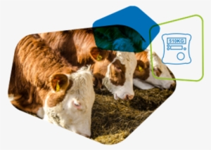 Finishing - Dog Catches Something