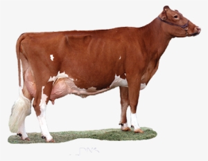 Indian Cow Png Download - Guesney Cow