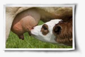 A Call To Feminists Post Image - Calf Milking
