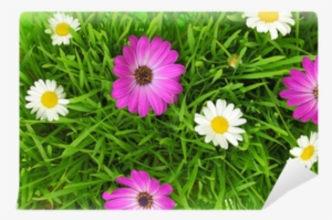 Green Grass And White, Pink Flowers Background Wall - Green