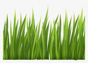 Grass Clipart Clear Background - Clipart Transparent Background Grass