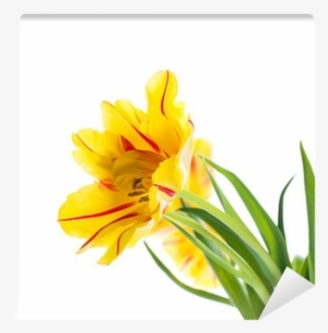 Red Tulips With Green Grass - Green