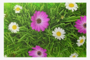 Green Grass And White, Pink Flowers Background Poster - Green