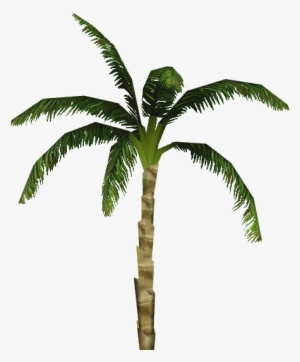 Dwarf Coconut Palm - Babassu